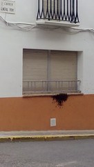 Panal abejas