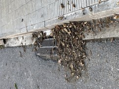 Embús a les reixes dels desaigüed de les clavegueres
