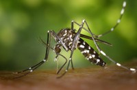 Campanya de tractament amb plaguicides
