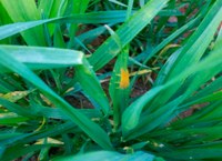 Jornada tècnica "Conreus de cereals d’hivern en regadiu"