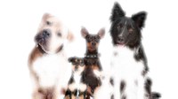 Passejada canina i exhibició de treball dels mossos d'esquadra
